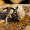 Hermit crab