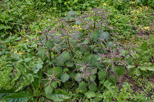 Urtica membranacea