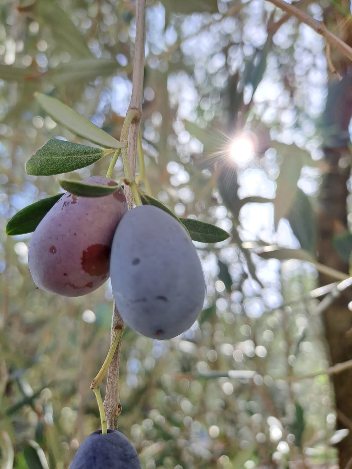 le olive di Fenice