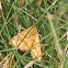 Chickweed Geometer Moth, Haematopis grataria