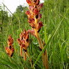 Orobanche