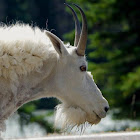 Rocky Mountain Goat