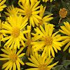 Golden Aster Villosa Flowers