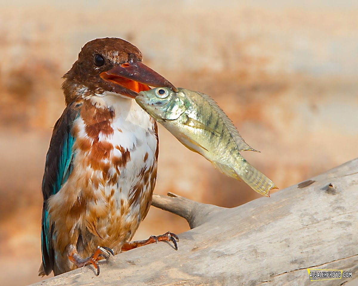 White-throated Kingfisher.