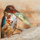 White-throated Kingfisher.