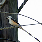 Scissor Tail Flycatcher