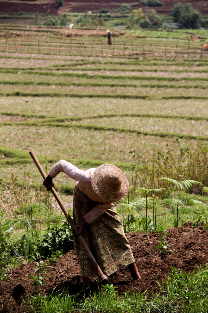 La terra... il lavoro di generazioni di Simona Ranieri