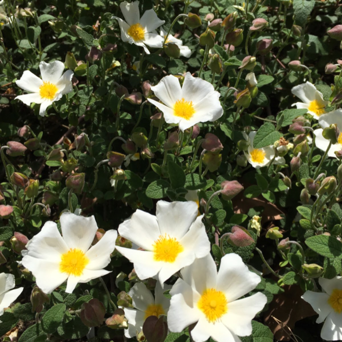 sage-leaved rock-rose, ciste à feuilles de sauge, κίστος φασκομηλόφυλλος