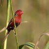 Crimson Finch (male)