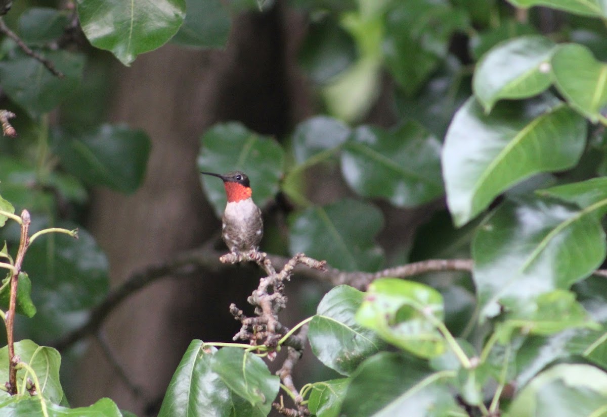 ruby-throated hummingbird