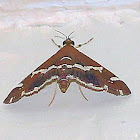 Beet Webworm Moth