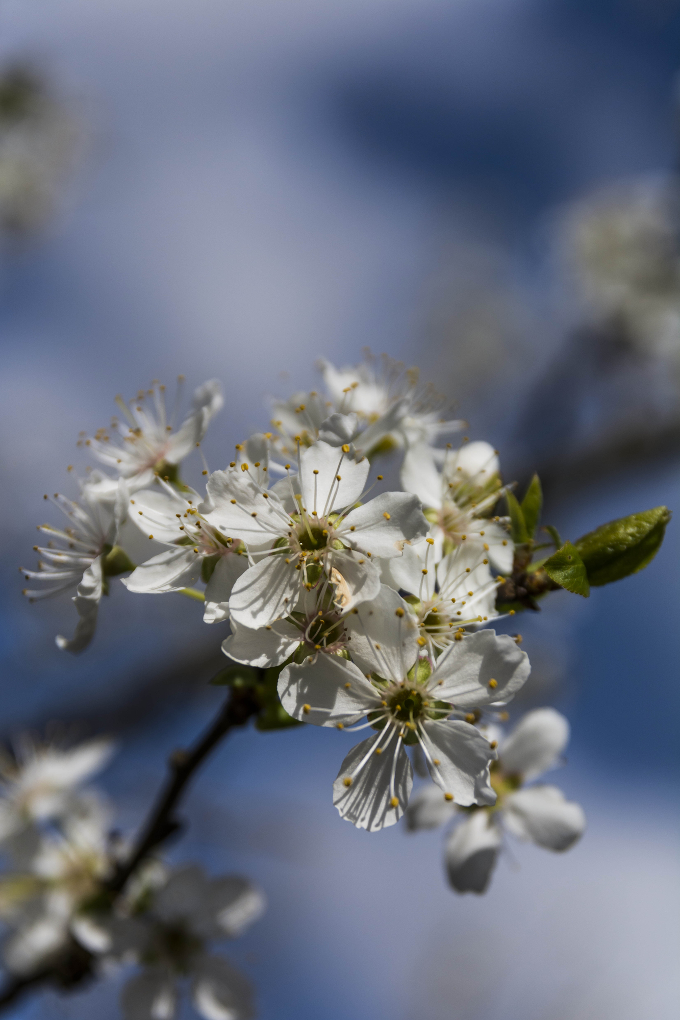 I fiori della primavera sono i sogni dell’inverno raccontati, la mattina, al tavolo degli angeli. (Khalil Gibran) di christiandeledda