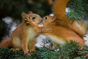 Love Is... by Sergey Bezberdy -   ( love, christmas tree, fur tree, kiss, sciurus, sciurus vulgaris, loving, cub, squirrel, kitten, kissing, red squirrel, baby )