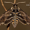 Carolina Sphinx Moth