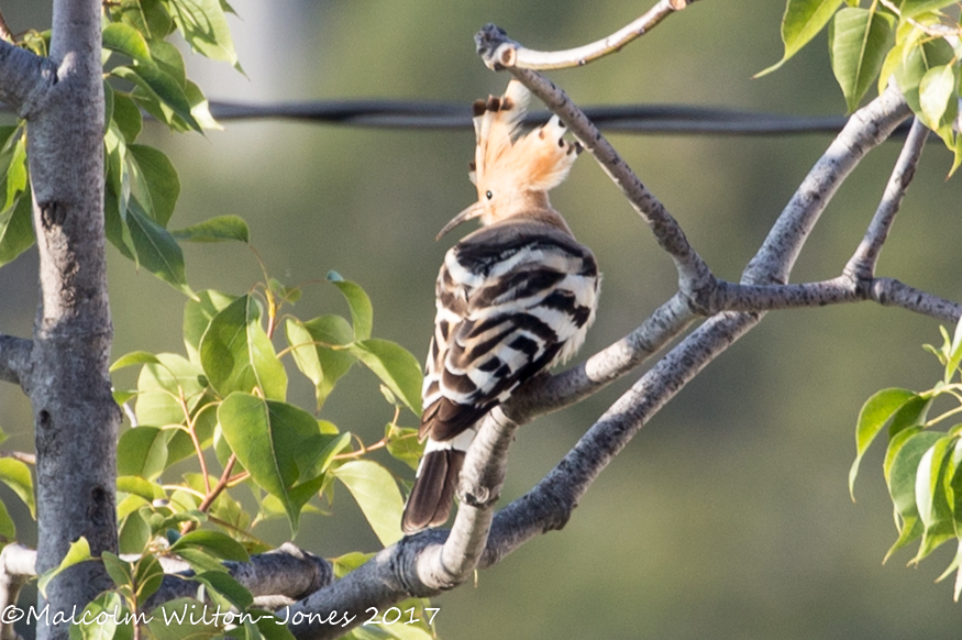 Hoopoe; Abubilla