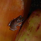 Barbados Whistling Frog