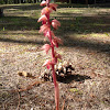 Striped Coralroot