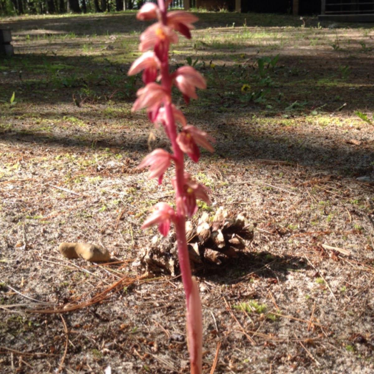 Striped Coralroot