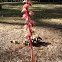 Striped Coralroot