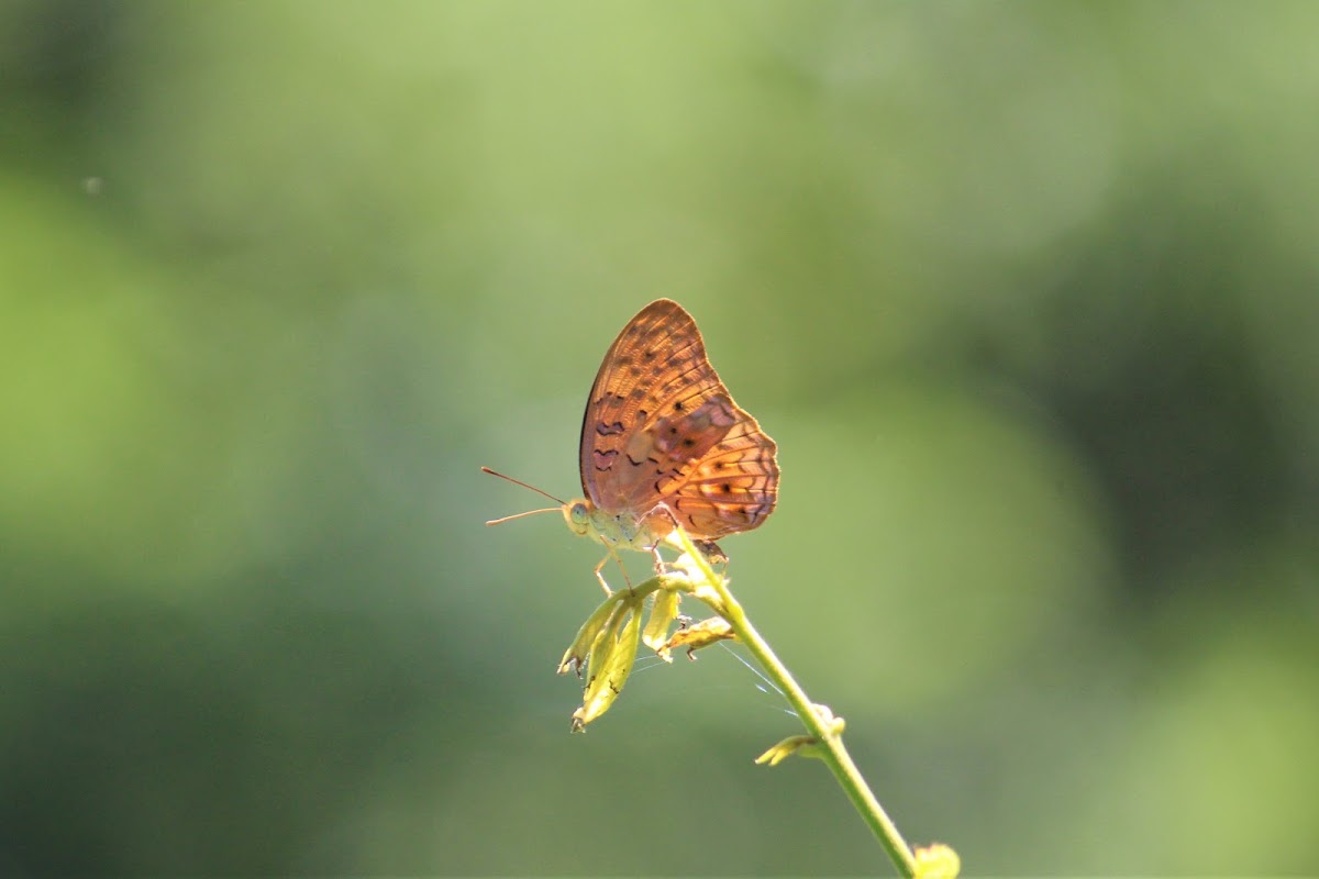 Common Leopard