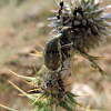 Cottonthistle weevil