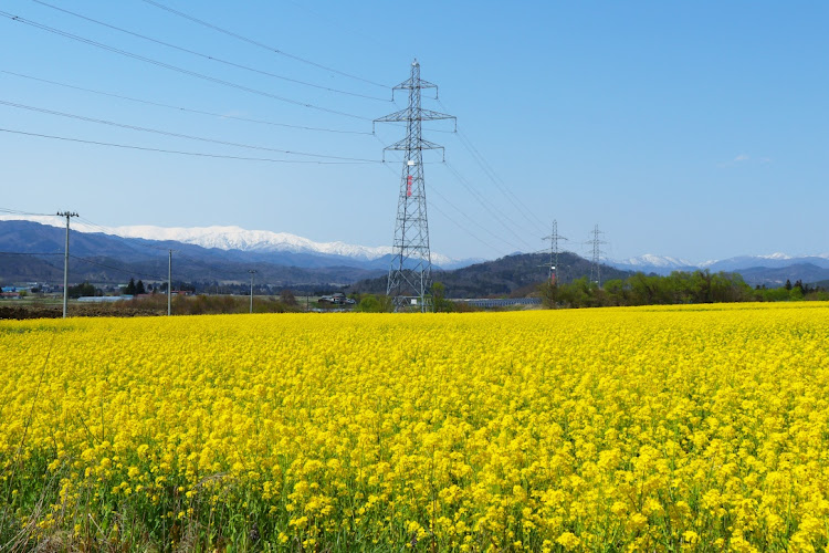 タントカスタムの桜コラボ・菜の花コラボ・いちめんのなのはな・パンパース秘密基地に関するカスタム事例の投稿画像3枚目