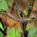 robber-flies