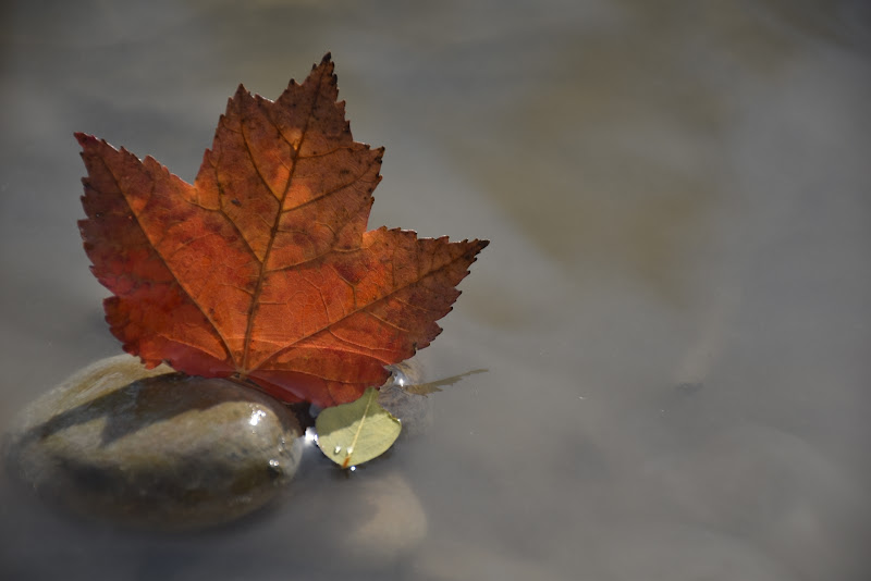 Autunno nel fiume di Taniasabba