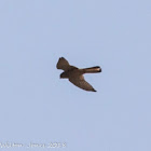 Kestrel; Cernícalo Real