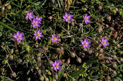 Spergularia rupicola