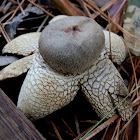 Barometer Earthstar