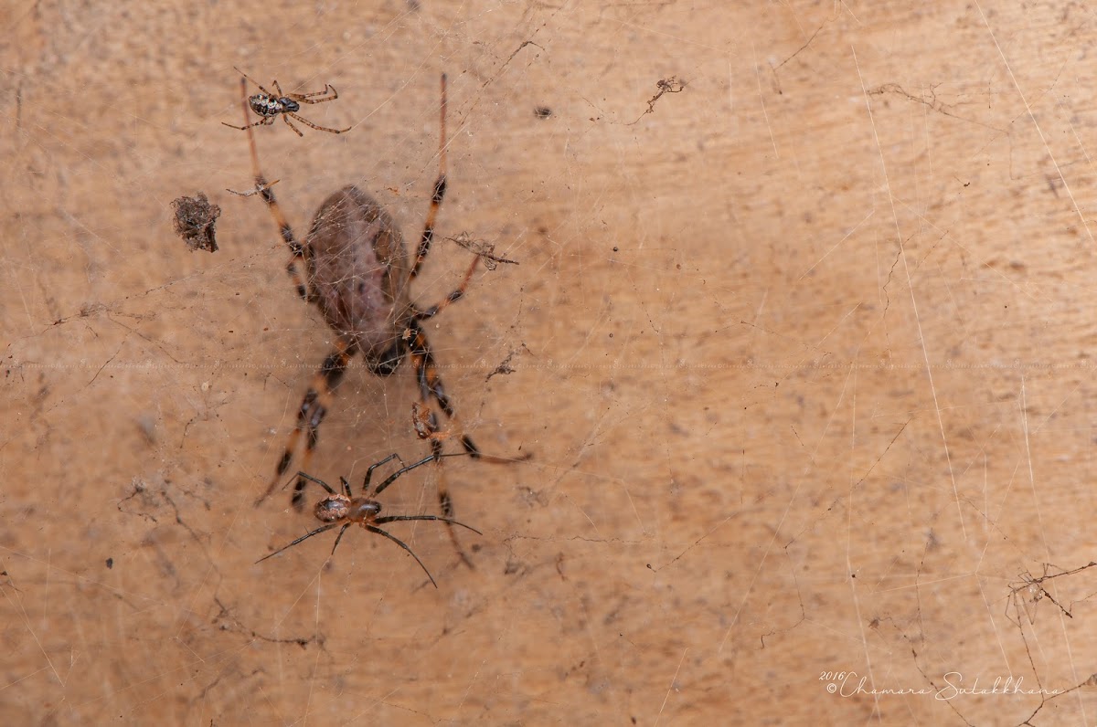 Asian Hermit Spider