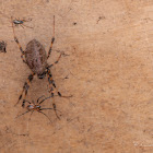 Asian Hermit Spider