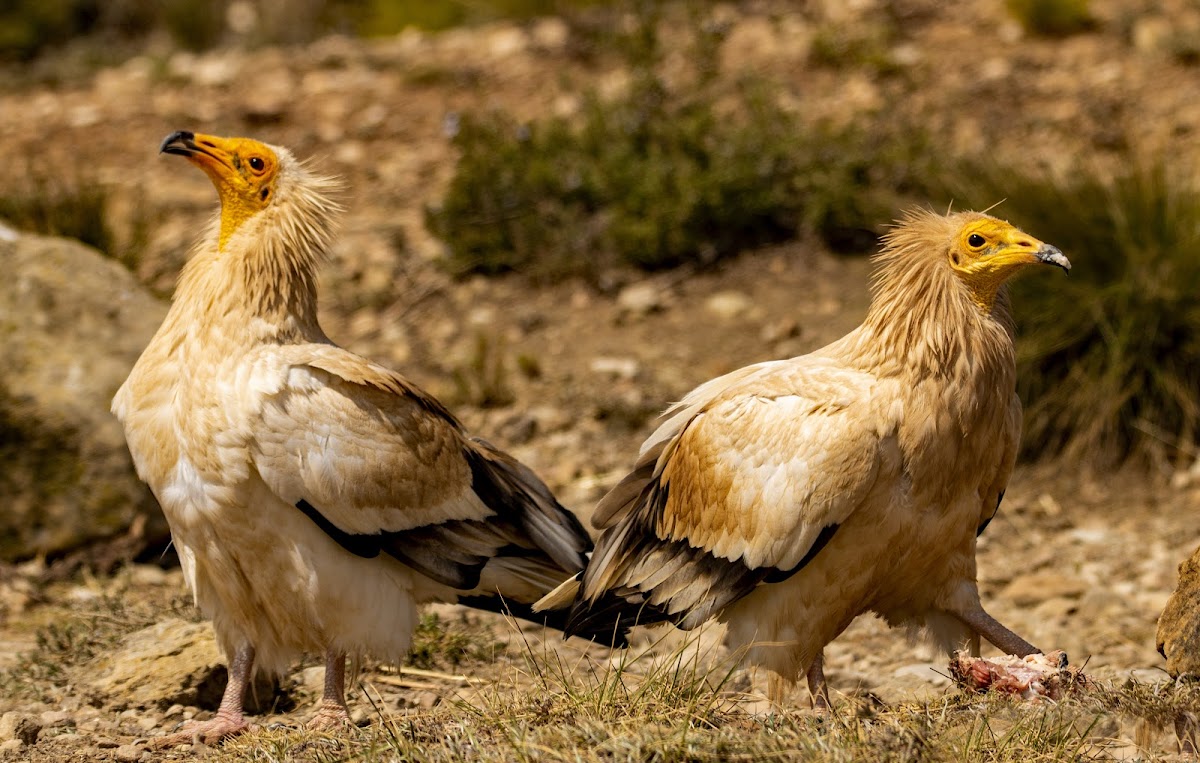 Egyptian vulture