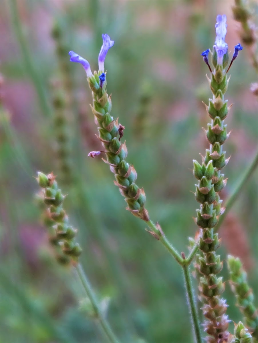 Downy lavender