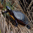 Eastern Painted Turtle