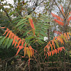 Cutleaf Staghorn Sumac