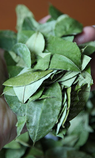 Coca Leaf