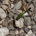 Eastern Pondhawk