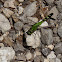 Eastern Pondhawk