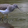 Solitary Sandpiper