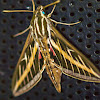 White Lined Sphinx Moth