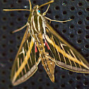 White Lined Sphinx Moth