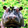 Hippopotamus Wallpapers and New Tab