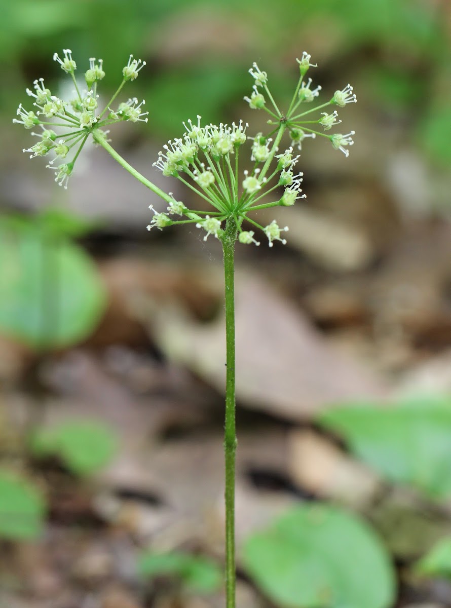 Wild Sarsaparilla