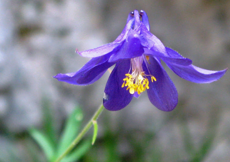 Aquilegia di mbm51