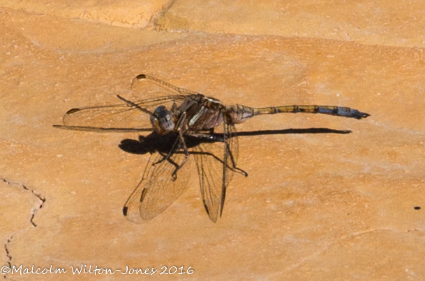 Epaulet Skimmer