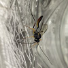 Parasitoid Wasp