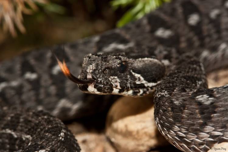 There is no anti-venom for a berg adder bite. File photo.