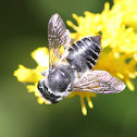 medium bee zebra marked?